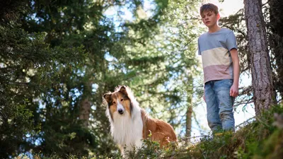 Lassie Yepyeni Bir Macera izle